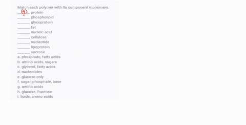 match-each-polymer-with-its-component-monomers-_______-protein-_______-phospholipid-_______-glycopro