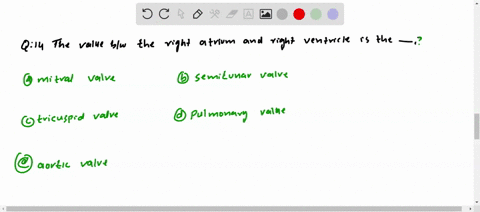 the-valve-between-the-right-atrium-and-right-ventricle-is-the-a-mitral-valve-b-semilunar-valve-c-tri