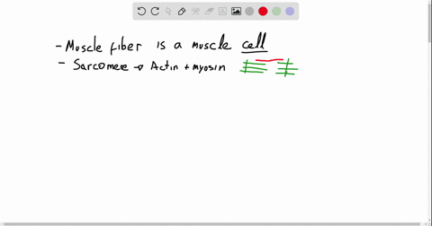 which-of-the-following-statements-is-true-a-a-muscle-fiber-is-a-collection-of-cells-embedded-in-co-2