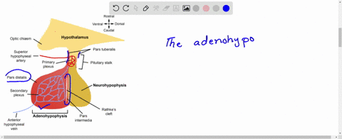 adenohypophsyis-consists-of-a-pars-distalis-b-pars-intermedia-c-pars-nervosa-d-both-a-and-b