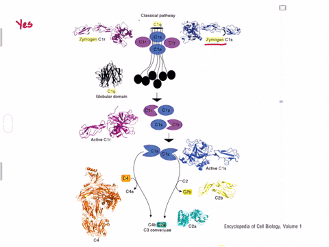 if-a-series-of-genetic-mutations-prevented-some-but-not-all-of-the-complement-proteins-from-binding-