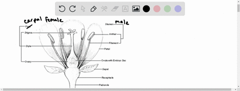 in-a-flower-a-the-ovary-contains-the-ovule-b-the-stamens-support-the-petals-c-the-anther-contains-th
