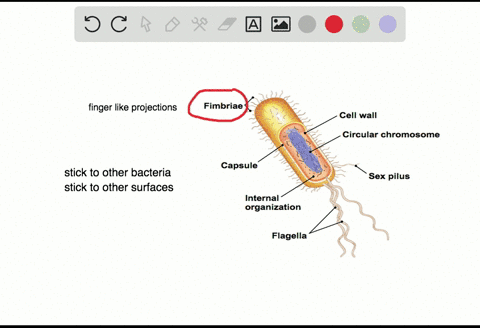 bacteria-that-lack-fimbriae-are-less-likely-to-______-a-adhere-to-cell-surfaces-b-swim-through-bodil
