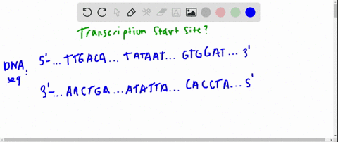 identify-the-likely-transcription-start-site-in-the-following-dna-sequence-5-gccgttgacaccgttcggcgatc