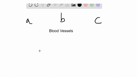 SOLVED:Match the descriptions to the blood vessels in the key. Some ...