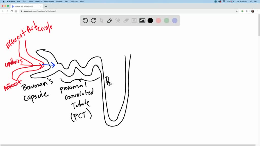 SOLVED:Draw a lymph node and label its parts.