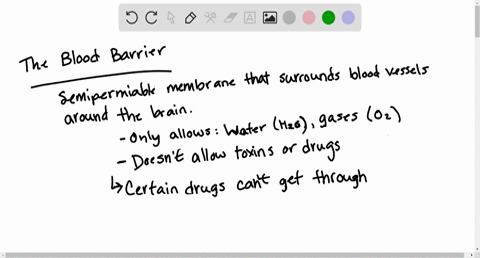 identify-one-major-advantage-and-one-disadvantage-of-having-a-blood-brain-barrier