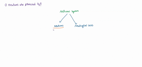 cells-present-in-nervous-tissue-that-protect-neurons-are-a-axons-b-neuroglial-cells-c-osteocytes-d-c