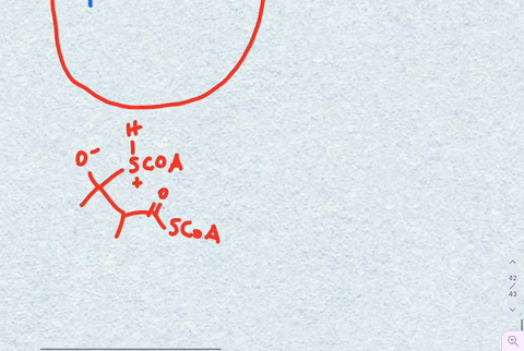 isoleucine-another-of-the-twenty-amino-acids-found-in-proteins-is-metabolized-by-a-pathway-that-incl