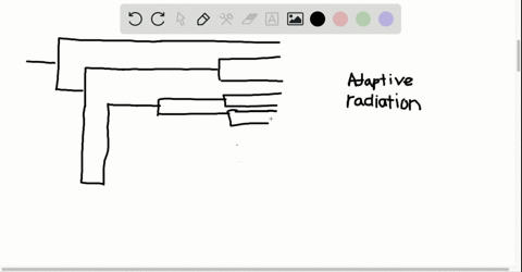 which-of-the-following-best-characterizes-an-adaptive-radiation-a-speciation-occurs-extremely-rapidl