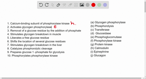 match-each-term-with-its-description-a-glycogen-phosphorylase-_____-b-phosphorolysis-______-c-transf