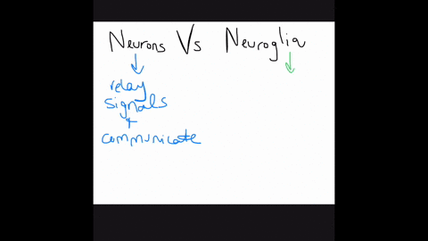 true-or-false-neurons-do-not-divide-in-adults