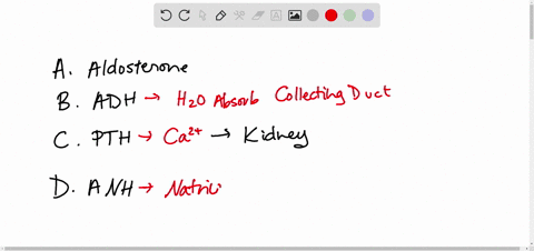 progesterone-can-bind-to-receptors-for-which-hormone-that-when-released-activates-water-retention-a-