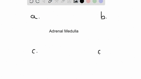 what-secretory-cell-type-is-found-in-the-adrenal-medulla-a-chromaffin-cells-b-neuroglial-cells-c-fol