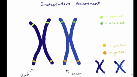 the-genes-for-the-traits-that-mendel-worked-with-are-either-located-on-different-chromosomes-or-so-f