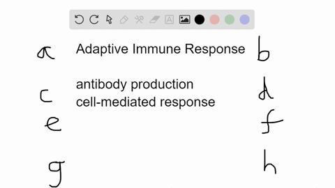 which-of-the-following-is-not-part-of-an-adaptive-immune-response-a-phagocytic-cell-b-antigen-presen