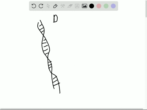 this-process-is-responsible-for-the-formation-of-a-new-dna-helix-a-dna-replication-b-transcription-2