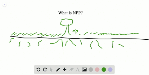 which-of-the-following-biomes-would-have-maximum-net-primary-production-a-deciduous-forests-b-desert