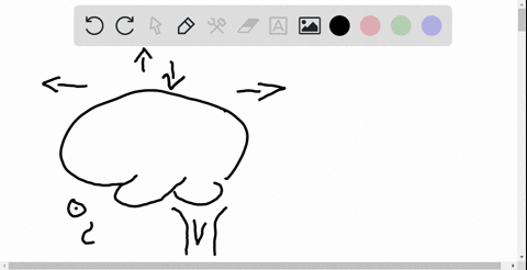 which-lobe-of-the-cerebral-cortex-includes-the-primary-motor-cortex-4