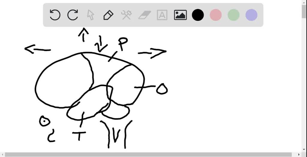 intermediate mass brain