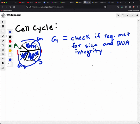 ⏩SOLVED:Checkpoints during the cell cycle are important because they ... Biology Diagrams