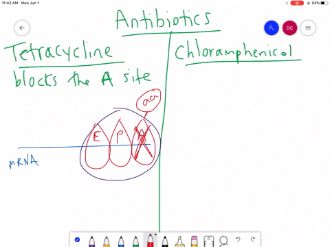 figure-1516-many-antibiotics-inhibit-bacterial-protein-synthesis-for-example-tetracycline-blocks-the