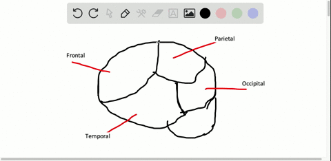 label-the-four-lobes-of-the-brain-a-frontal-b-parietal-c-temporal-d-occipital