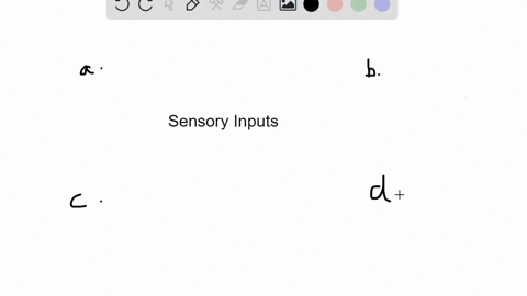 which-of-the-following-represents-a-sensory-input-that-is-not-part-of-both-the-somatic-and-autonomic