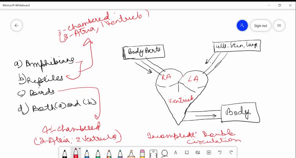 SOLVED:The Given Diagram Shows Circulation Found In (a) Amphibian (b ...