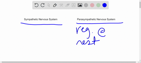 explain-how-the-sympathetic-nervous-system-influences-blood-distribution-and-blood-pressure