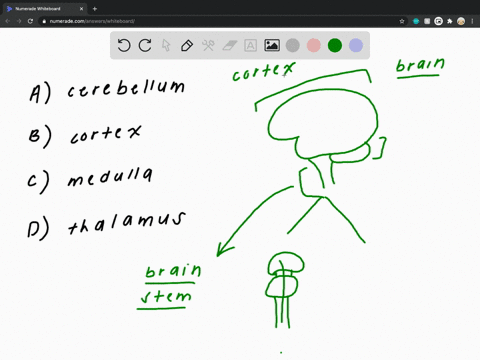 the-part-of-the-brainstem-that-controls-heartbeat-and-breathing-is-the-a-cerebellum-c-cortex-b-medul