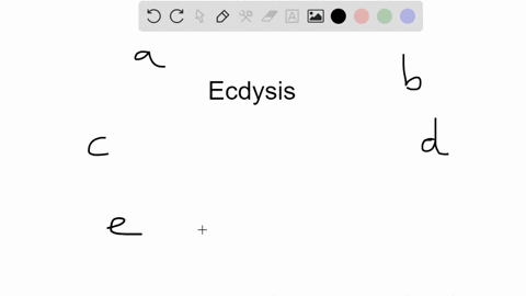 ecdysis-refers-to-a-process-in-which-a-bivalves-use-siphons-to-pass-water-across-their-gills-b-art-3