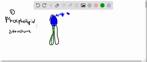 explain-why-phospholipids-form-a-bilayer-in-solution-and-why-the-process-is-spontaneous