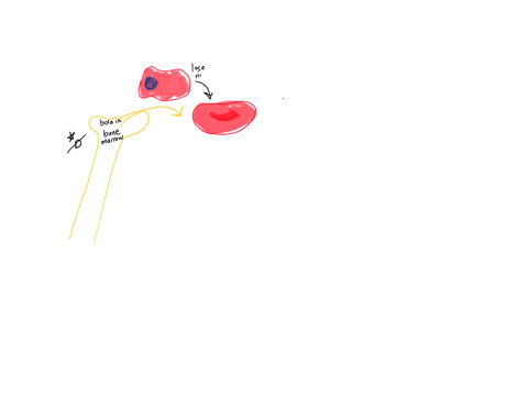 all-of-the-following-are-correct-about-human-red-blood-cells-except-a-they-live-120-days-b-they-are-