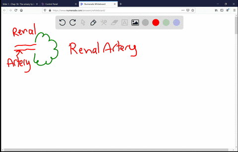 when-tracing-the-path-of-blood-the-blood-vessel-that-follows-the-renal-artery-is-the-a-peritubular-3