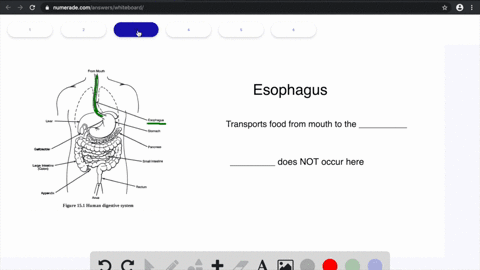 match-the-description-to-the-parts-of-the-human-digestive-system-below-a-small-intestine-b-stomach-5