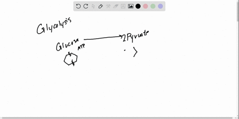 which-of-the-following-molecules-does-not-form-during-glycolysis-a-nadh-b-pyruvate-c-mathrmfadh_2-d-