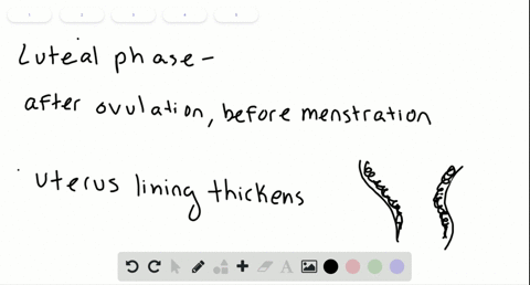 questions-16-18-refer-to-the-terms-below-about-the-menstrual-cycle-a-luteal-phase-b-menstruation-c-3