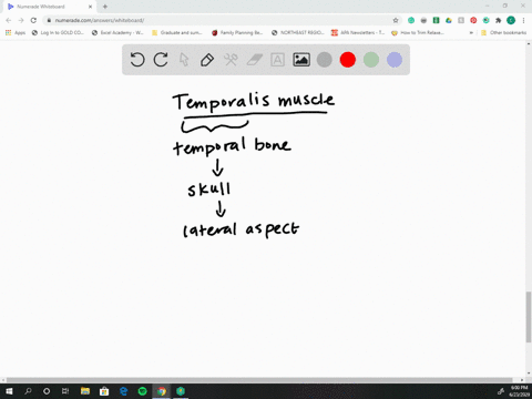 where-is-the-temporalis-muscle-located-a-on-the-forehead-b-in-the-neck-c-on-the-side-of-the-head-d-o