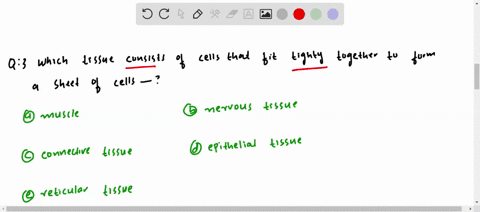 which-tissue-consists-of-cells-that-fit-tightly-together-to-form-a-sheet-of-cells-a-muscle-b-nervous