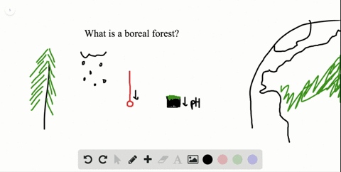 the-boreal-forest-also-known-as-taiga-or-coniferous-forest-is-found-south-of-the-arctic-circle-and-a
