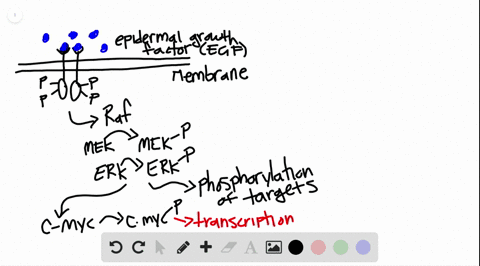 construct-a-graphical-representation-of-information-as-a-function-of-time-during-the-transduction-of