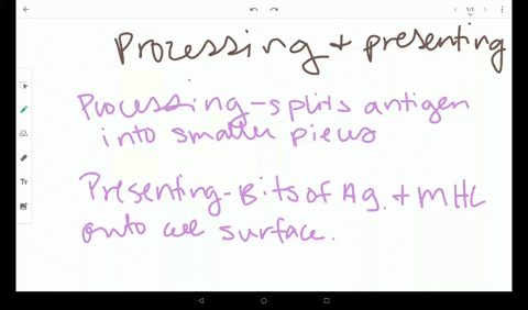 describe-the-processing-and-presentation-of-an-intracellular-antigen