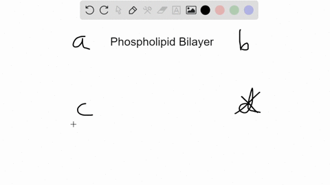 the-hydrophobic-interior-of-the-phospholipid-bilayer-a-results-in-a-membrane-that-is-selectively-per