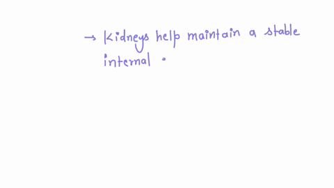 describe-the-role-of-the-kidneys-as-organs-of-homeostasis