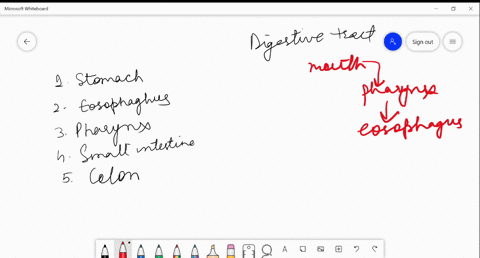 arrange-the-following-into-the-correct-sequence-1-stomach-2-esophagus-3-pharynx-4-small-intestine--4