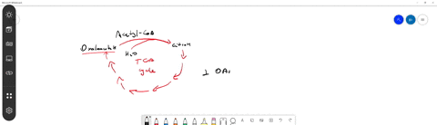 what-are-the-products-from-one-turn-of-the-citric-acid-cycle