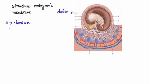 label-this-diagram-illustrating-the-placement-of-the-extraembryonic-membranes-and-give-a-function--2