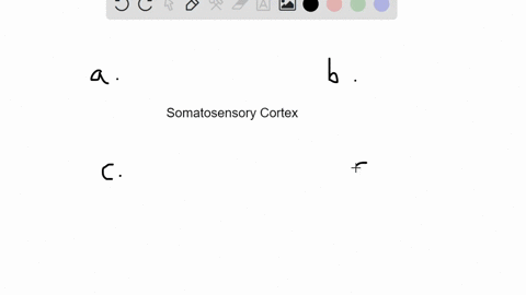 which-location-on-the-body-has-the-largest-region-of-somatosensory-cortex-representing-it-according-