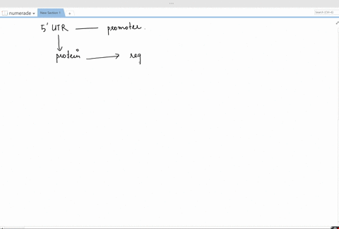 are-the-5prime-untranslated-regions-5prime-utr-of-eukaryotic-mrnas-encoded-by-sequences-in-the-promo